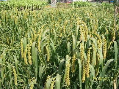 國家市场监督管理管理方法质监总局有关进一步标准公司登记管理方法的通告